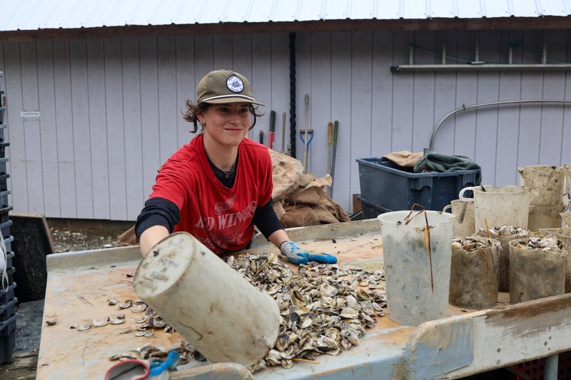 Mere Point Oyster farming