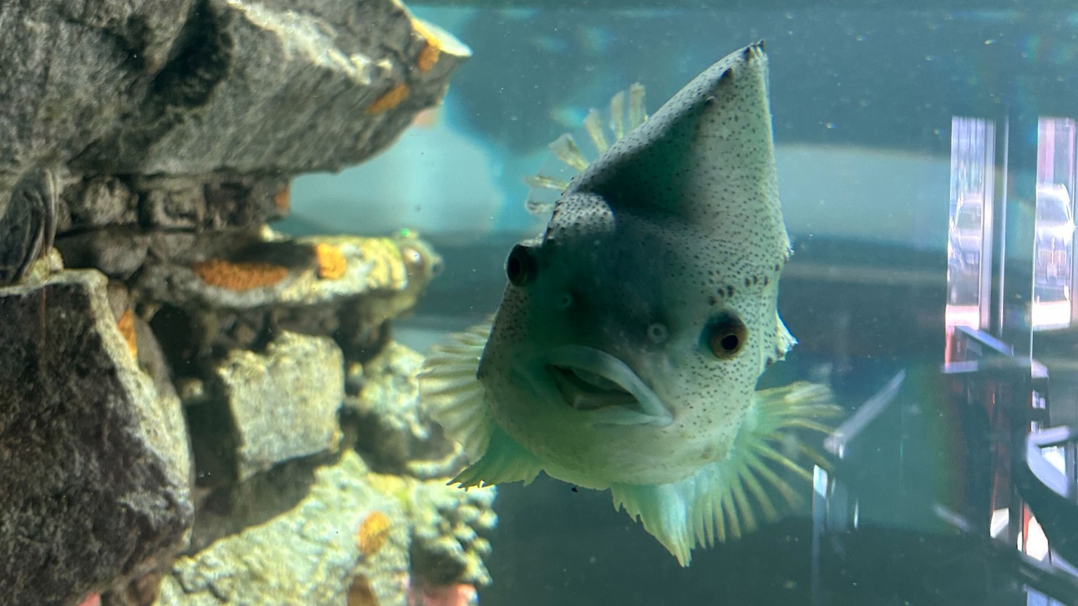 Lumpfish