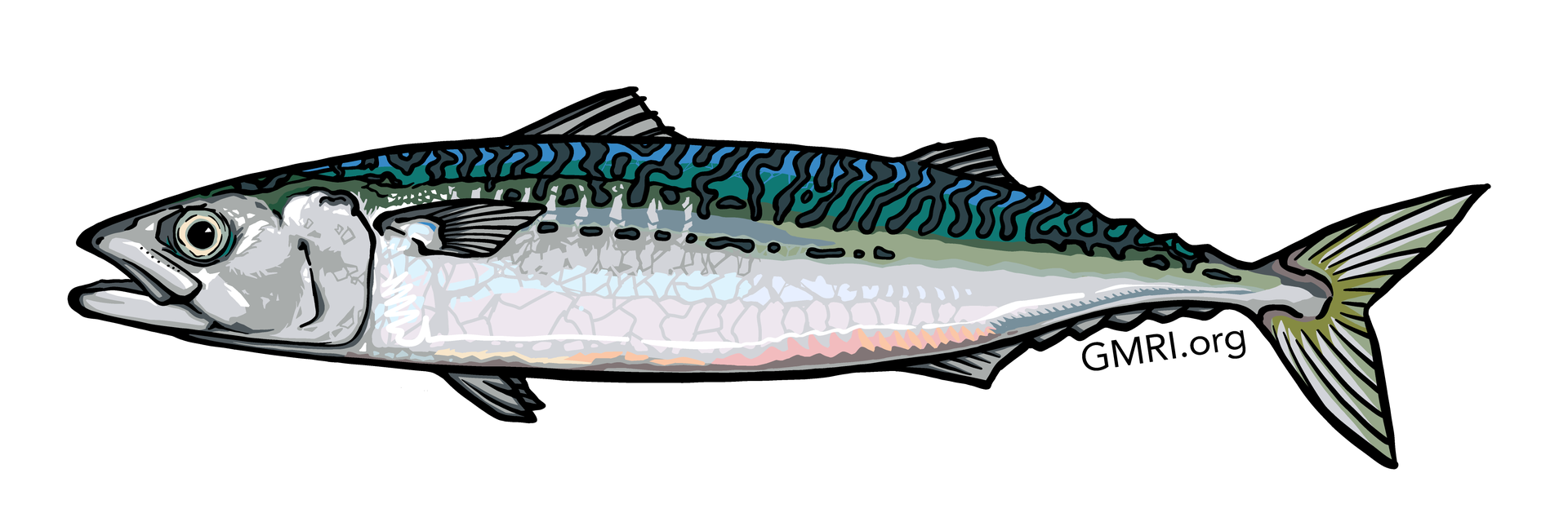 An illustration of a mackerel.