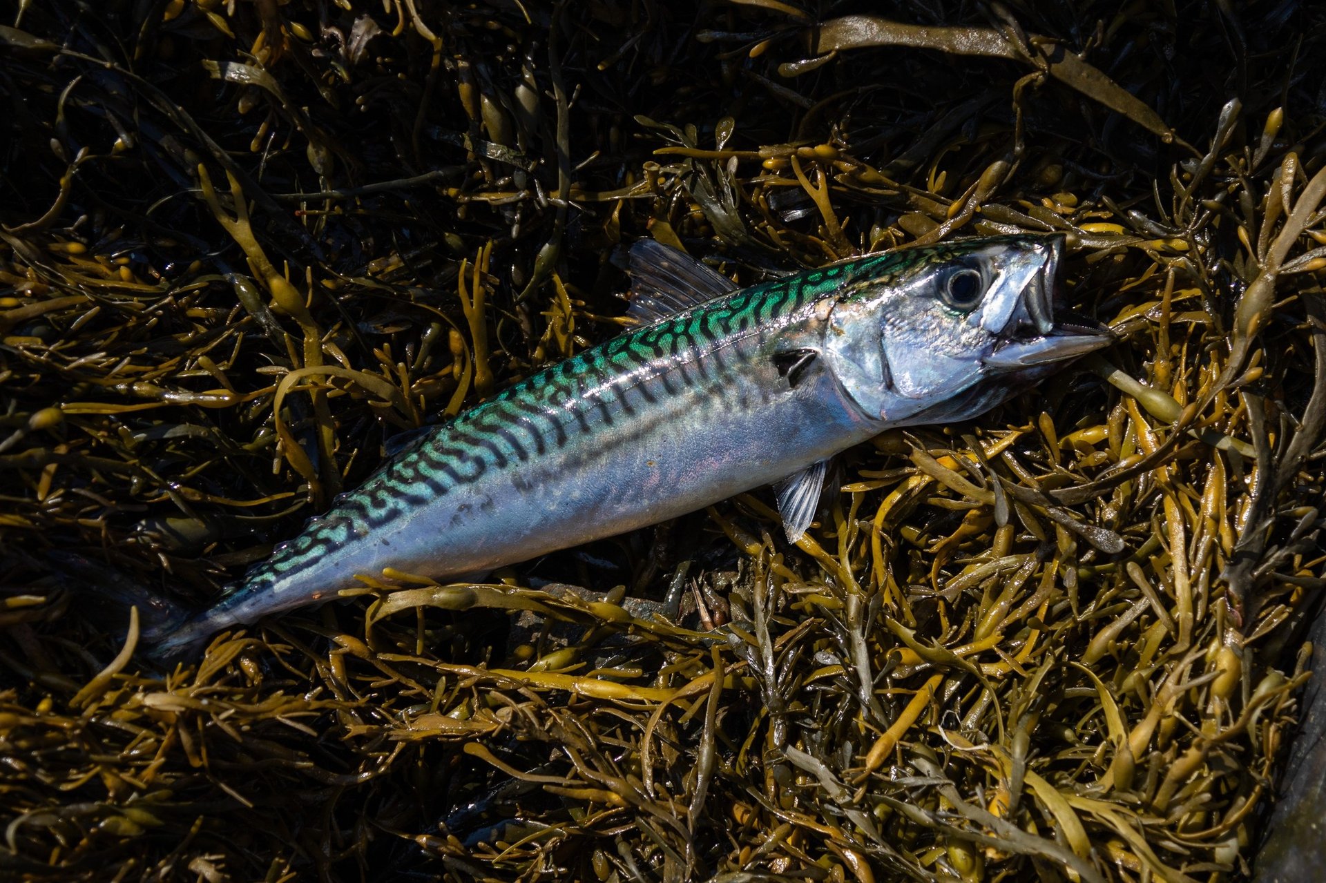 Mackerel on rockweed