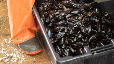 Maine Aquaculture Workforce Development Strategy