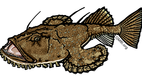 Exploring the Gulf of Maine — A Closer Look At Local Species