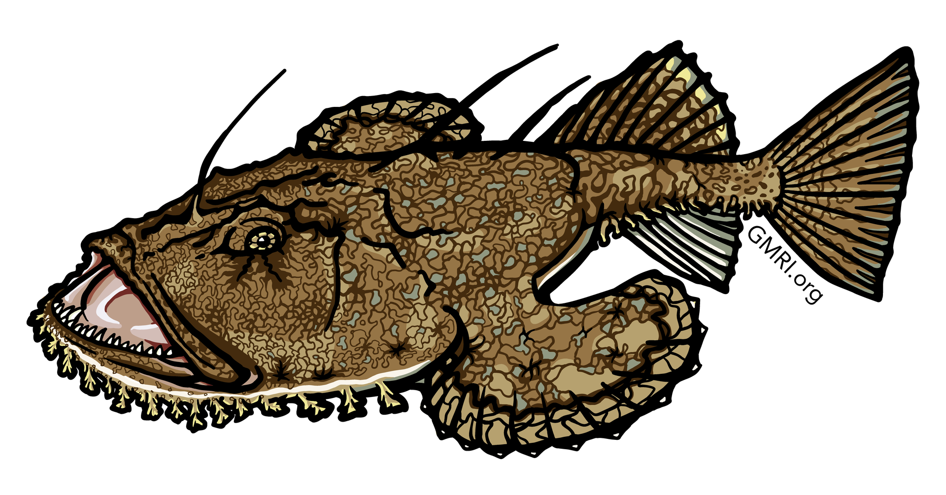 An illustration of a monkfish.