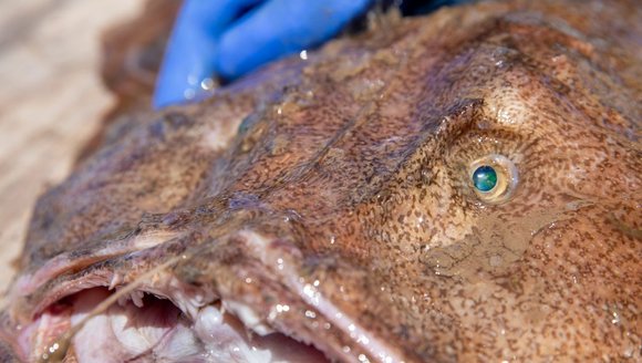 Exploring the Gulf of Maine — A Closer Look At Local Species