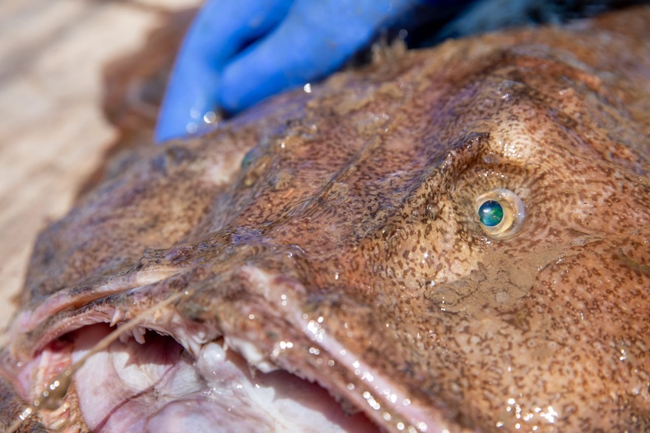 Monkfish close up