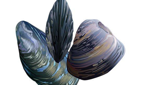 Research Team Mussels Up