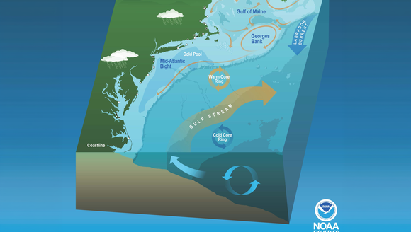 The Northeast U.S. Continental Shelf ecosystem showing the Gulf of Maine, Georges Bank and Mid-Atlantic Bight regions as well as the dominant currents and oceanographic features. Credit: NOAA Fisheries.