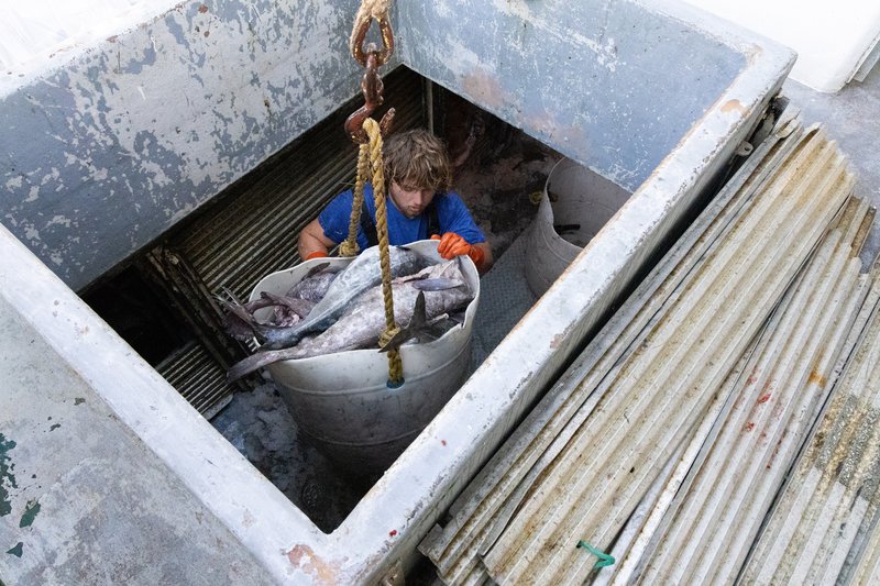 A young man in a blue shirt stands inside the boat’s hold, helping to lower a large white bucket filled with fish into storage.