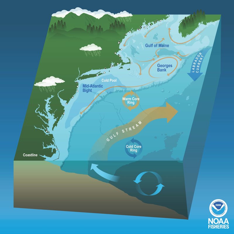 The Northeast U.S. Continental Shelf ecosystem showing the Gulf of Maine, Georges Bank and Mid-Atlantic Bight regions as well as the dominant currents and oceanographic features. Credit: NOAA Fisheries.