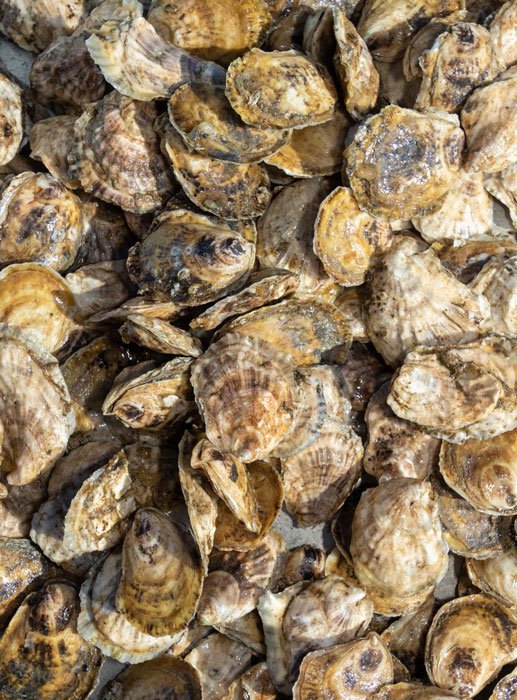A close up image of oysters out of the water.