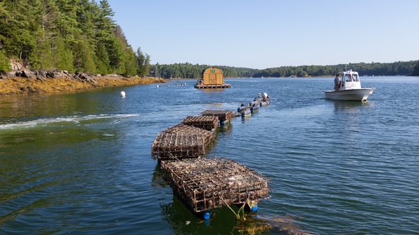 Ocean warming snow-island-mussels