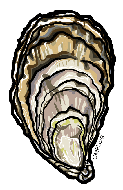 Oyster illustration.