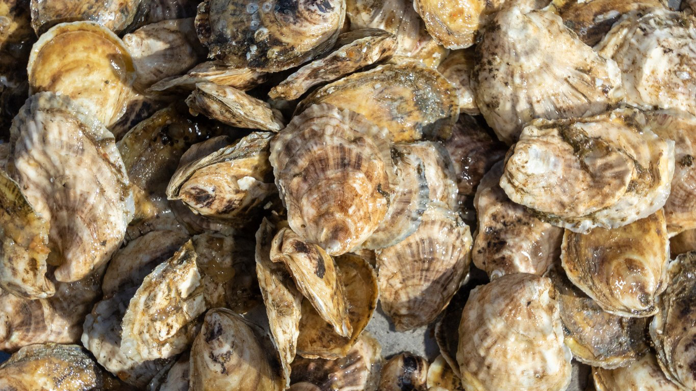 Oyster species spotlight