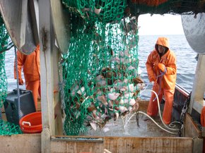 A fisherman hauls up a net full of fish.