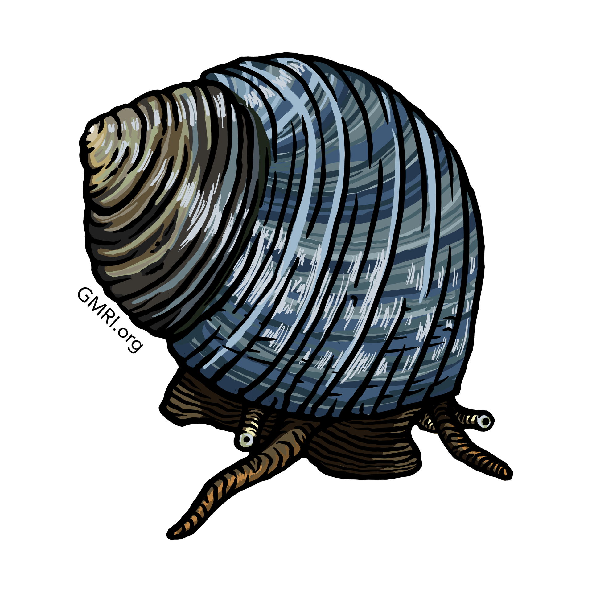 An illustration of a periwinkle snail.