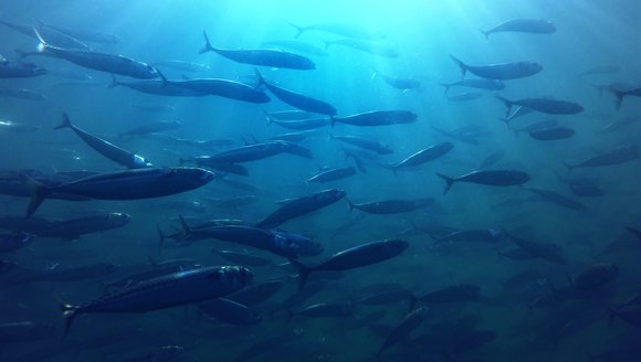 Forage Fish and the Ocean Carbon Cycle