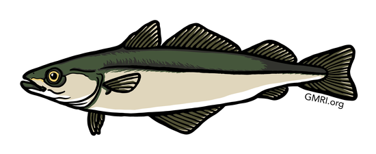 An illustration of a pollock.