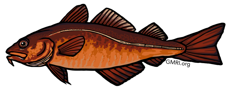 An illustration of a red cod.
