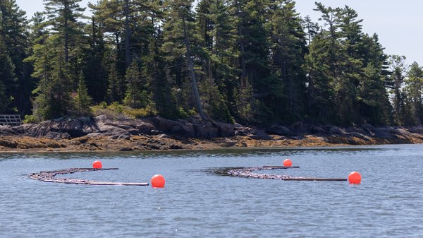 Salinity snow-island-mussels