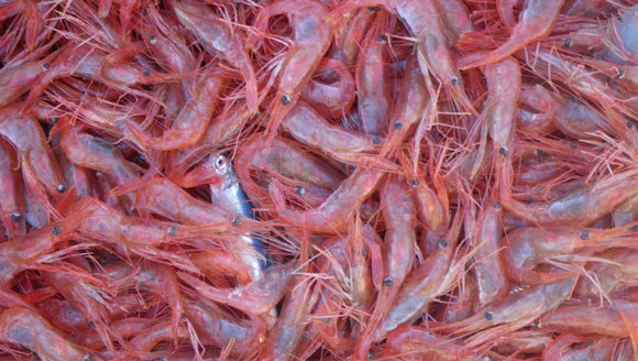 Searching for Shrimp: A New Acoustic Study at GMRI