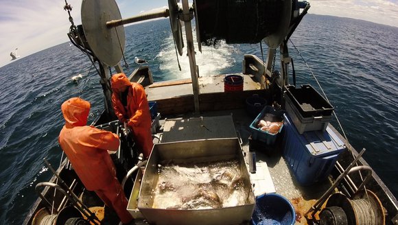 Gulf of Maine, Explained: Trawling