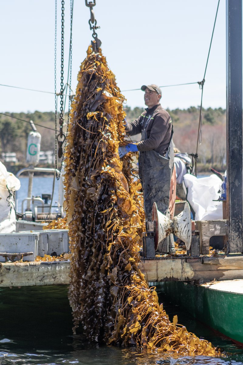A sea kelp farmer observes a line of green kelp that has been pulled out of the water.