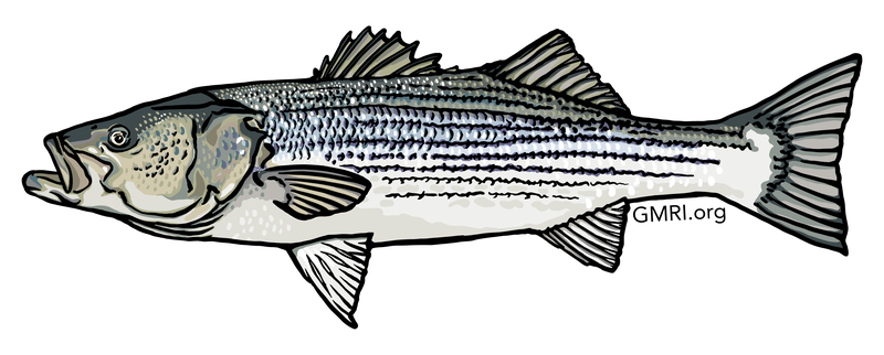 An illustration of a striped bass.