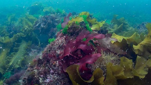 Underwater scene of kelp and other seaweed on the bottom of Casco Bay.