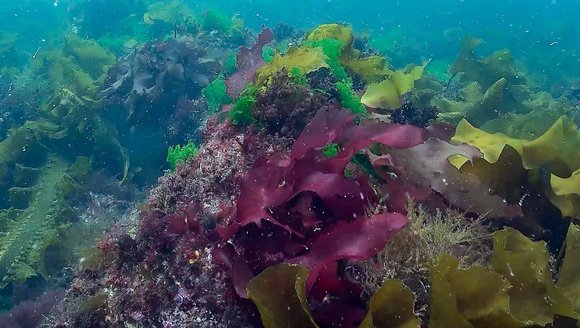 Underwater scene of kelp and other seaweed on the bottom of Casco Bay.
