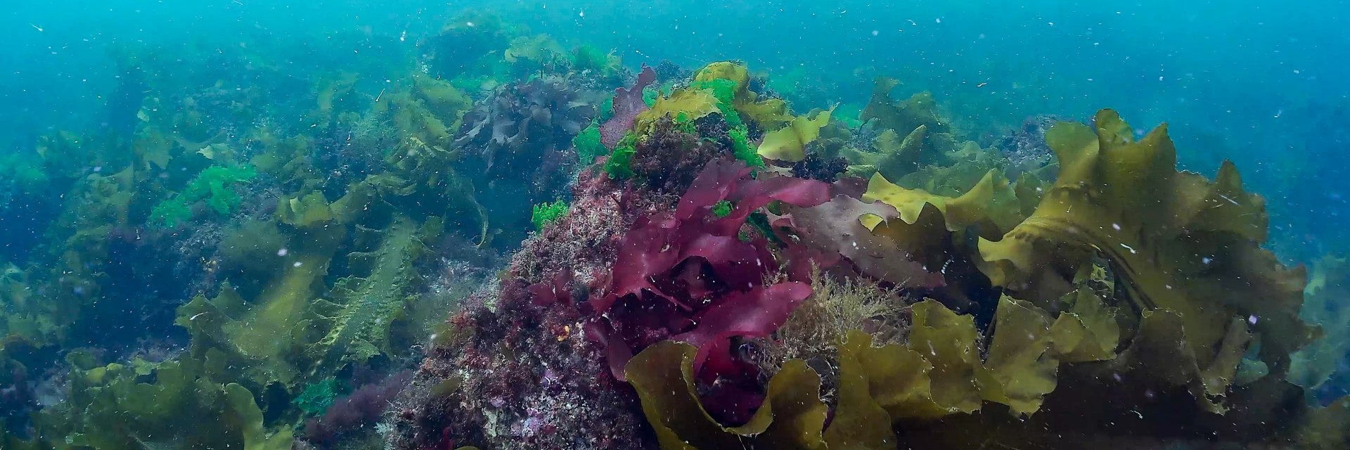 Underwater scene of kelp and other seaweed on the bottom of Casco Bay.