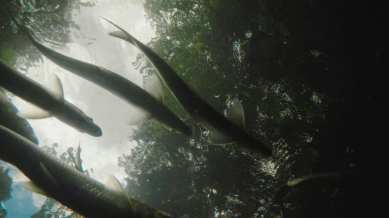 Alewife Migration Walk - 6/4/26