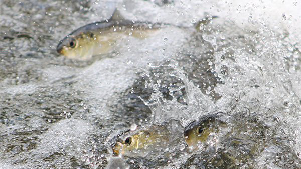 Alewives running up river.