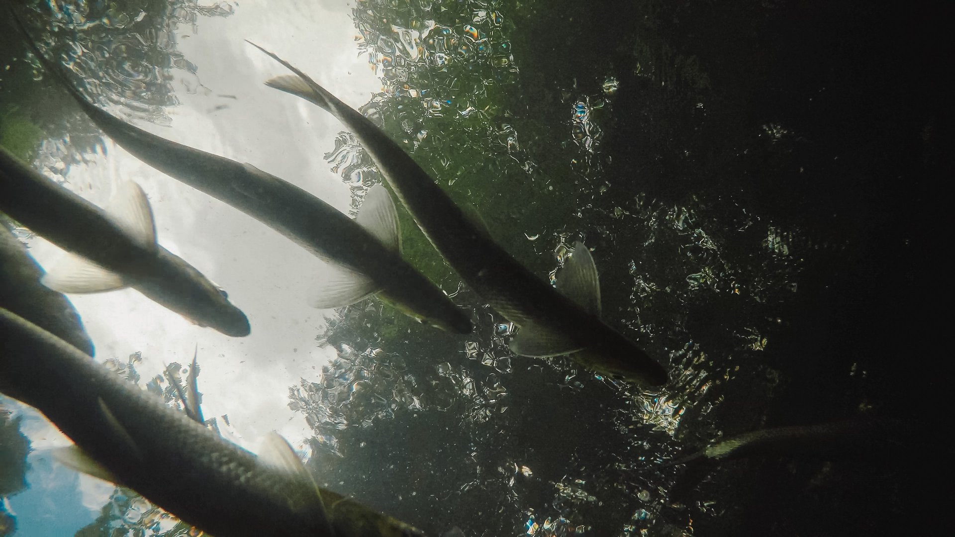 Alewives making their way up a small tributary of the Presumpscot River as they head toward spawning grounds