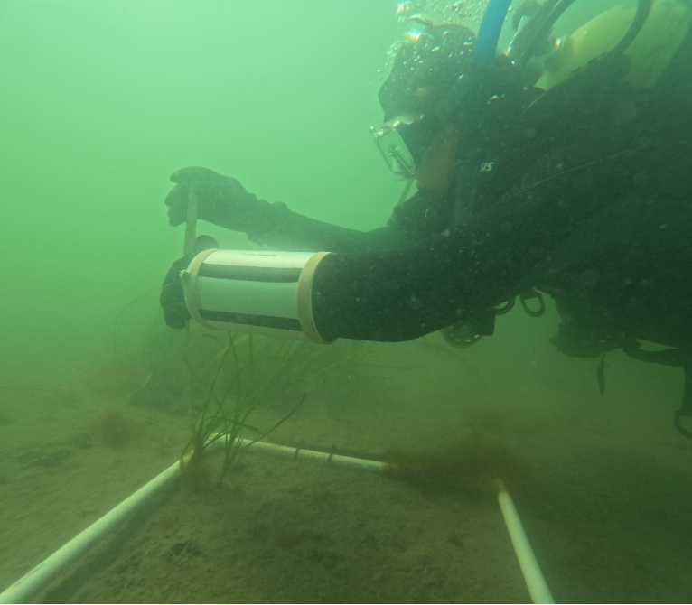 Figure 8. Measuring eelgrass cover in Casco Bay (photo courtesy of Angie Brewer, Maine DEP).