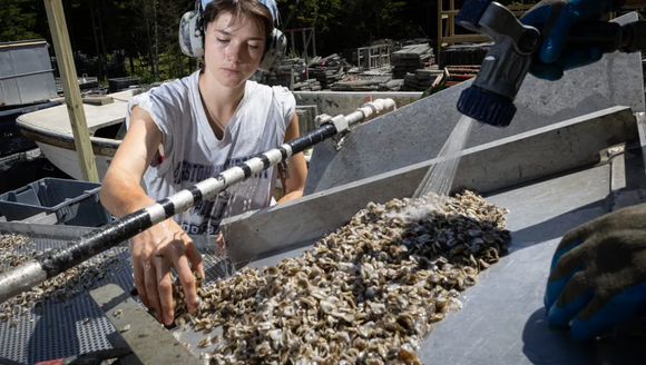 Maine needs aquaculture workers. This free program is training them.