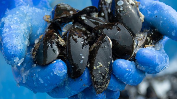 Advancing Aquaculture