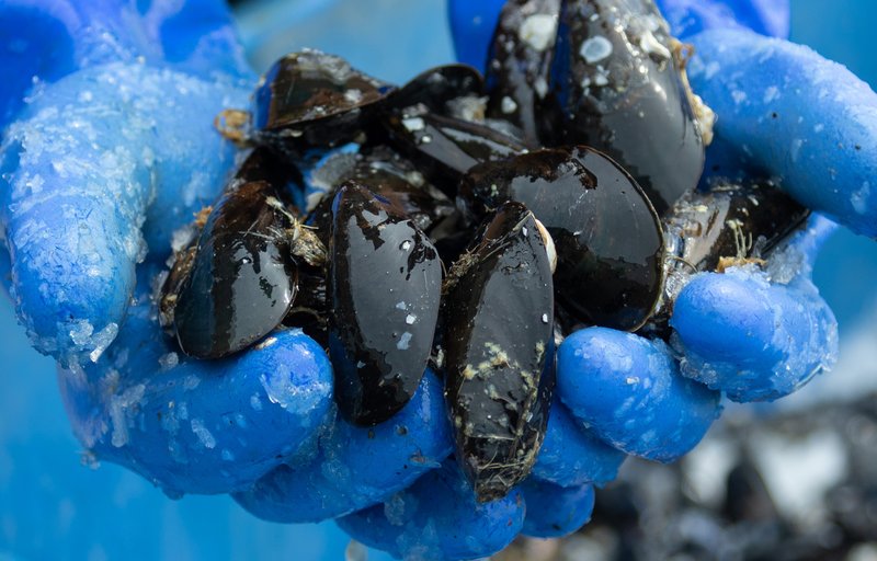 A person wearing blue rubber gloves holding freshly harvested mussels
