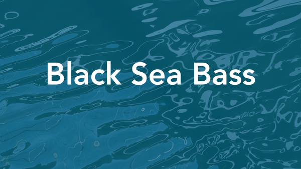 black-sea-bass-quality