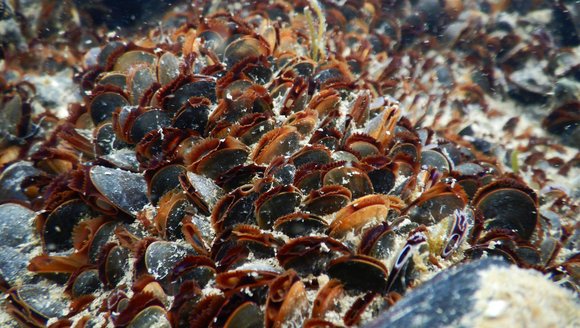 Blue Economy Summer Series: Growing the Value of Maine Seafood