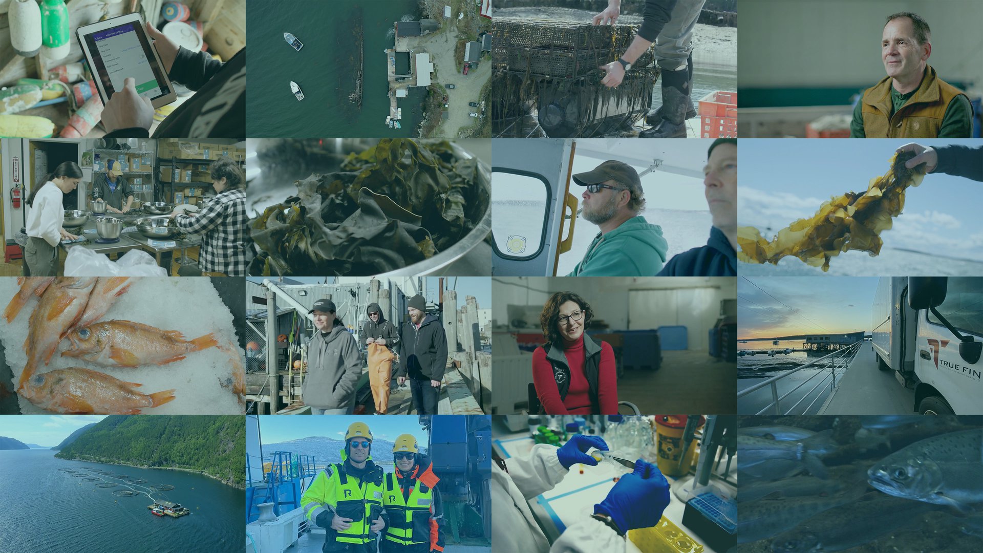 collage of many images from the videos in the blog, including people, working waterfronts, fish, kelp, trucks, and aquaculture scenes.