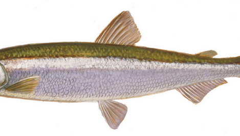 Citizen scientists sought for Rainbow smelt recording