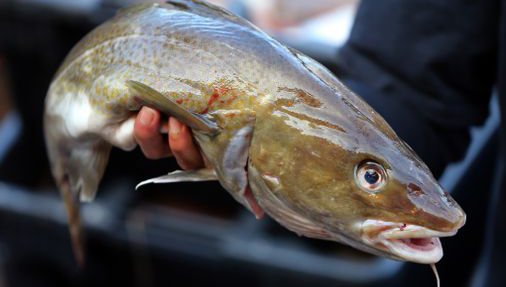 Climate change hurting N.E. cod population, study says - The Boston Globe