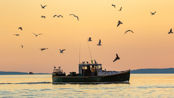 A boat moves from left to right as the sunset turns the sky behind it orange and bird silhouettes dot the sky.