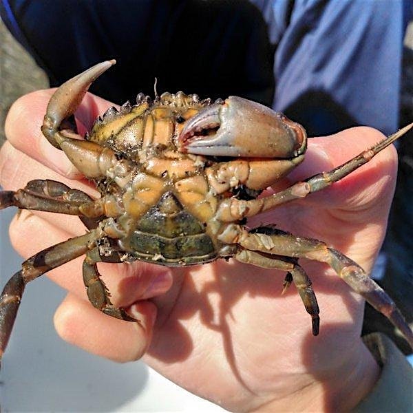Coastal Excursion: Green Crabs