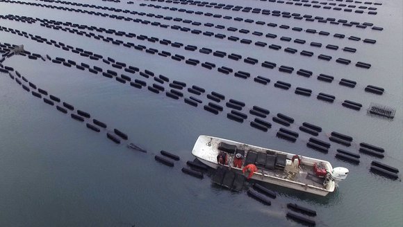 Updates on Aquaculture