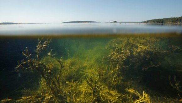 Commentary: The Gulf Stream meets the Gulf of Maine. How do we adjust?