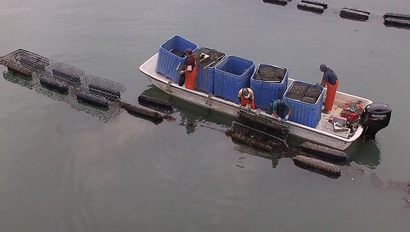 Advancing Aquaculture: Our Role in an Emerging Industry