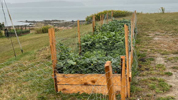 raised beds