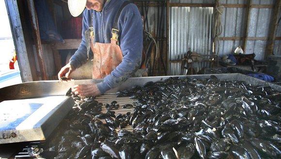 Consultant sees huge growth potential for Maine aquaculture