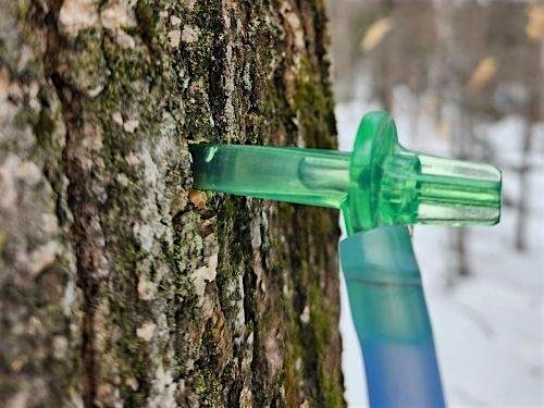 Curriculum Workshop: Maple Sugaring in a Changing Climate - Portland Area